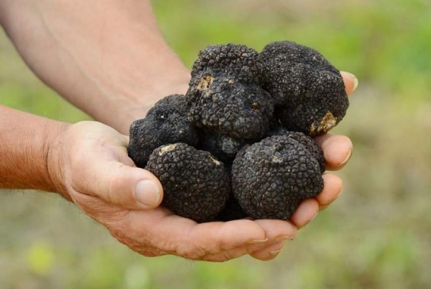 Istrian truffle - underground Istrian treasure
