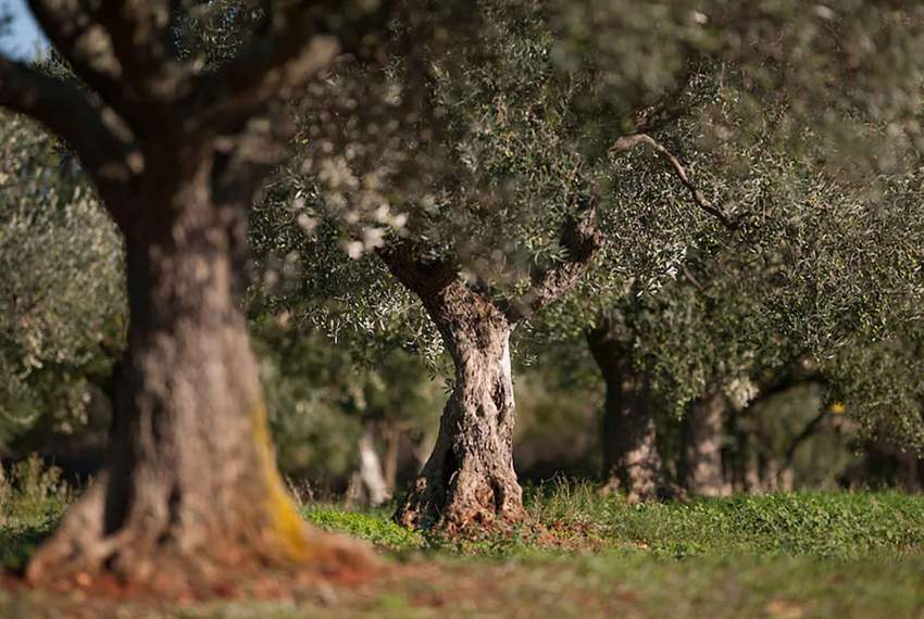 The paths of Istrian olive oil
