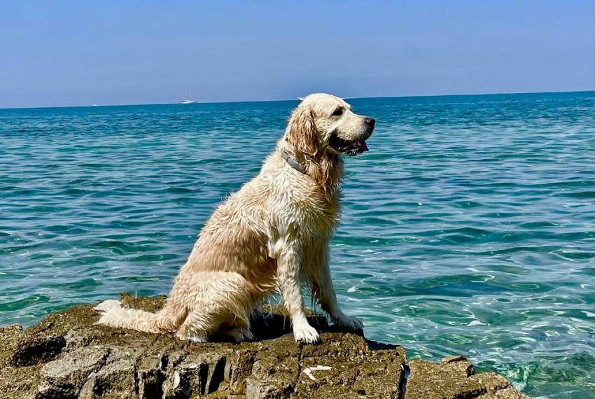 Urlaub mit Hund in Istrien