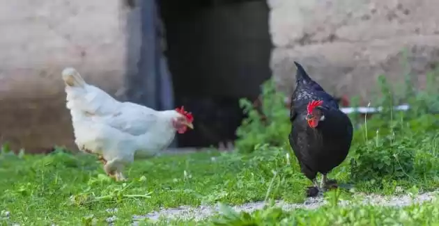 Villa Ljubini Dvori u Tučepima