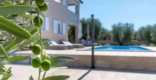 Villa Terlevic with Pool surrounded by Olive Groves