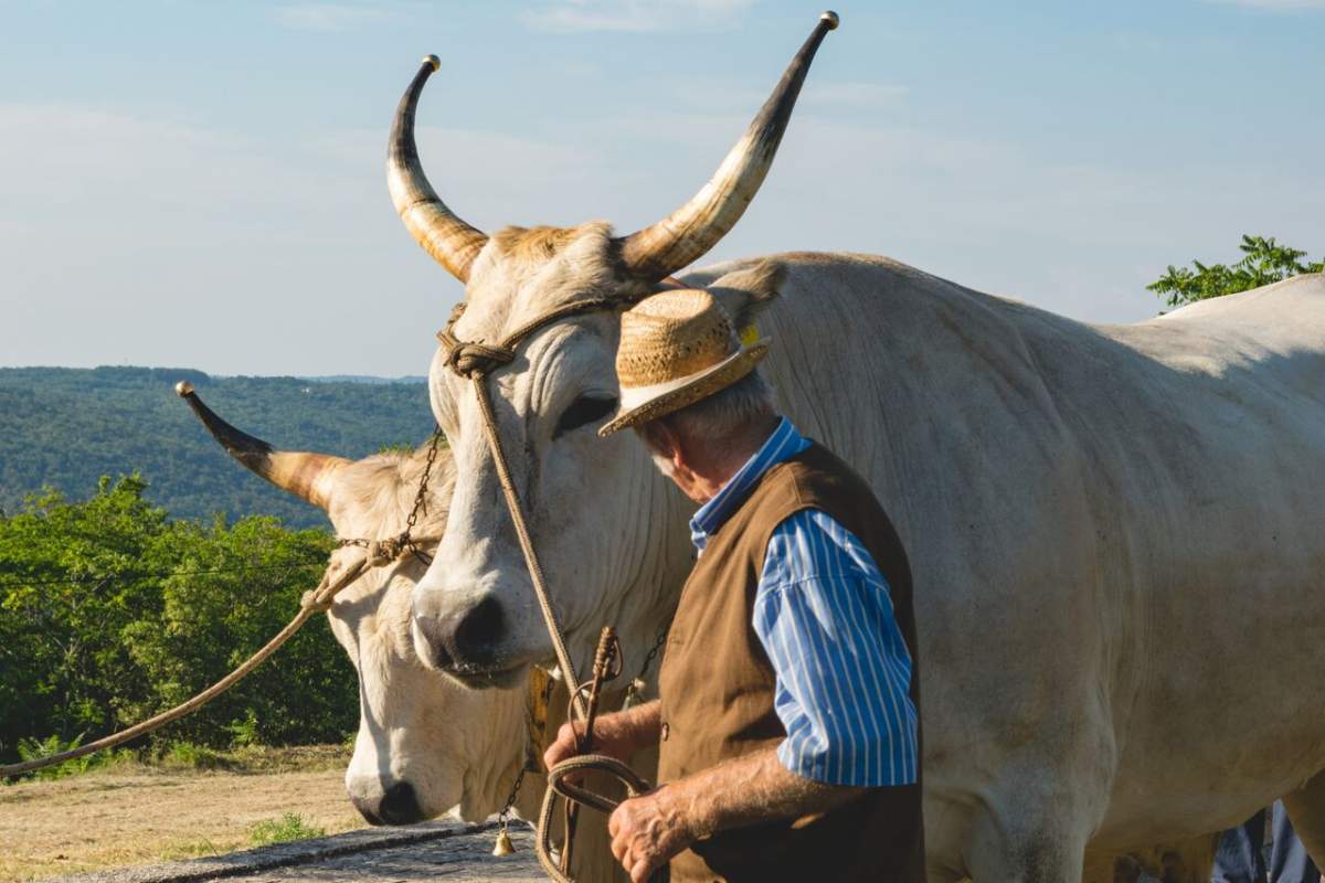 traditional animals