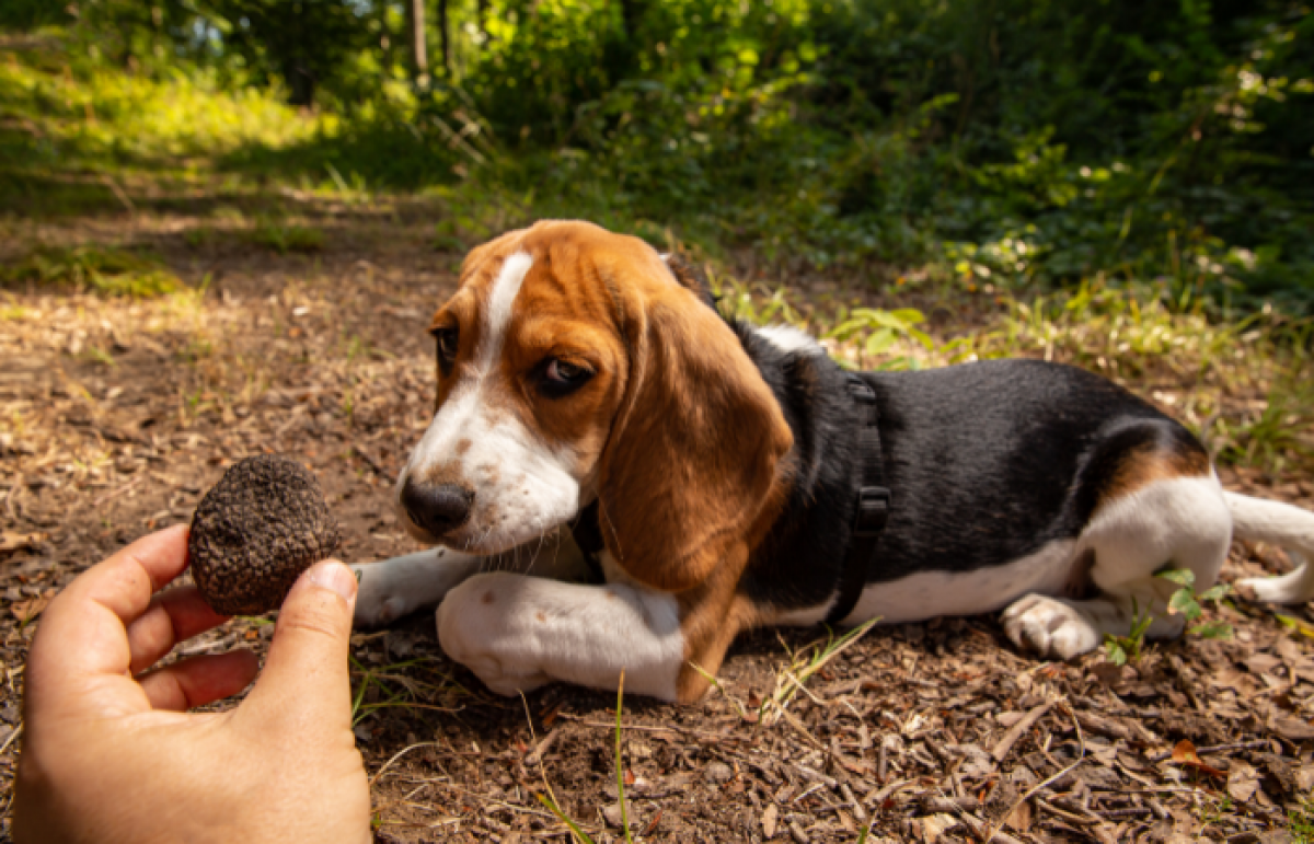 truffle hunting