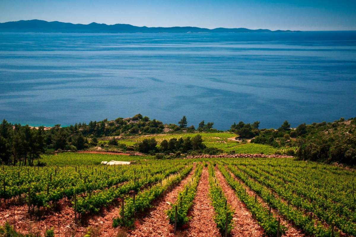 vinograd s pogledom na more na obronku peljsšca