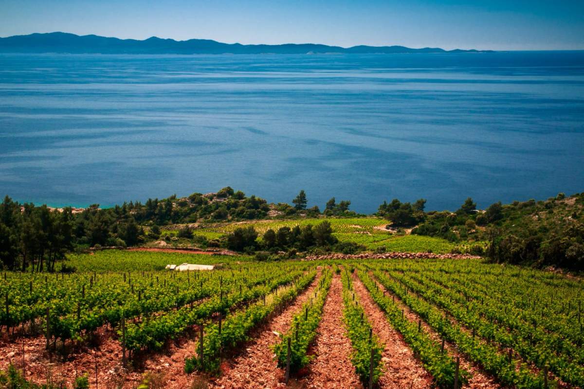 Weinberge neben das Meer