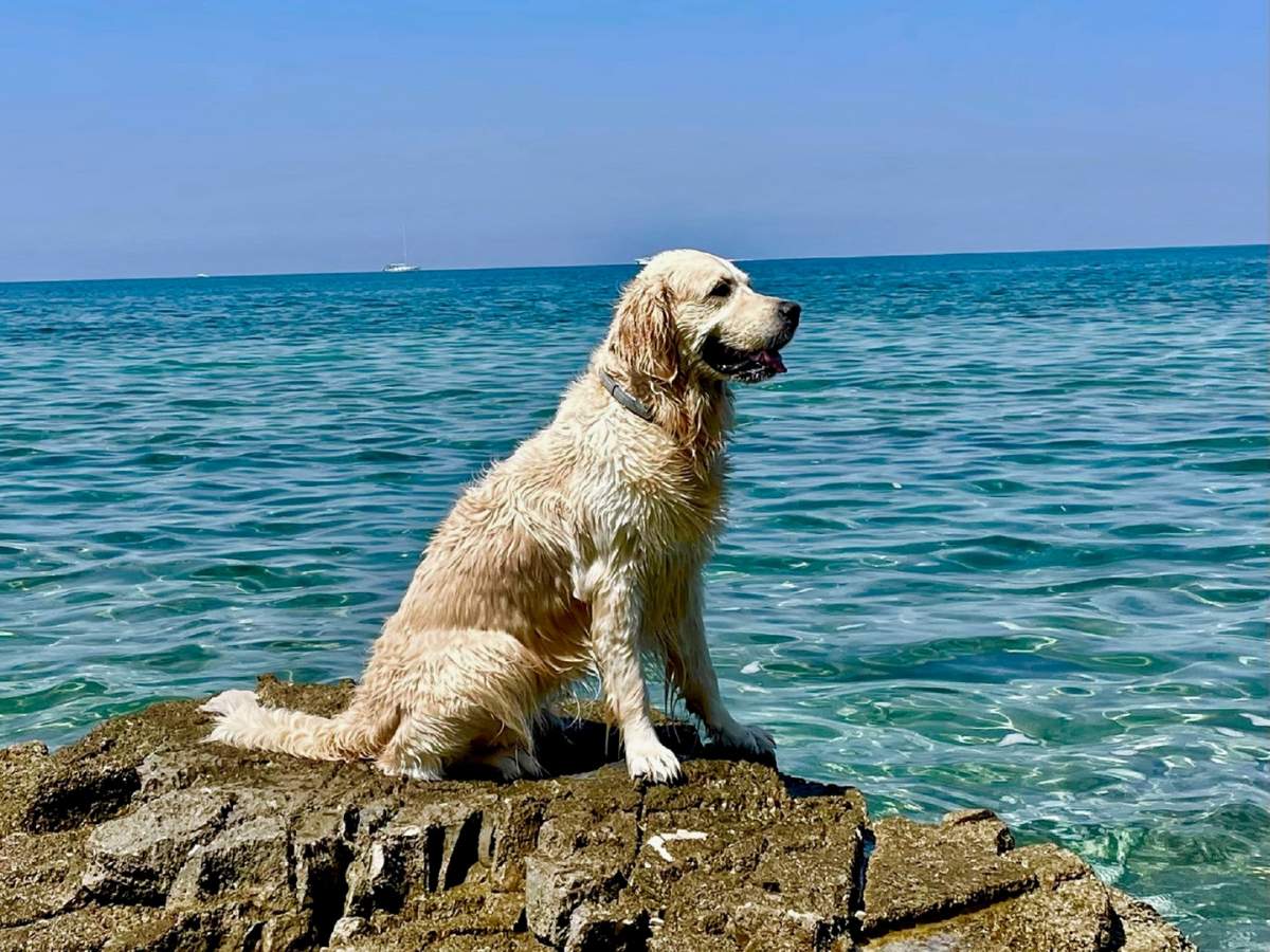 die Familie mit einem Hund auf dem Strand