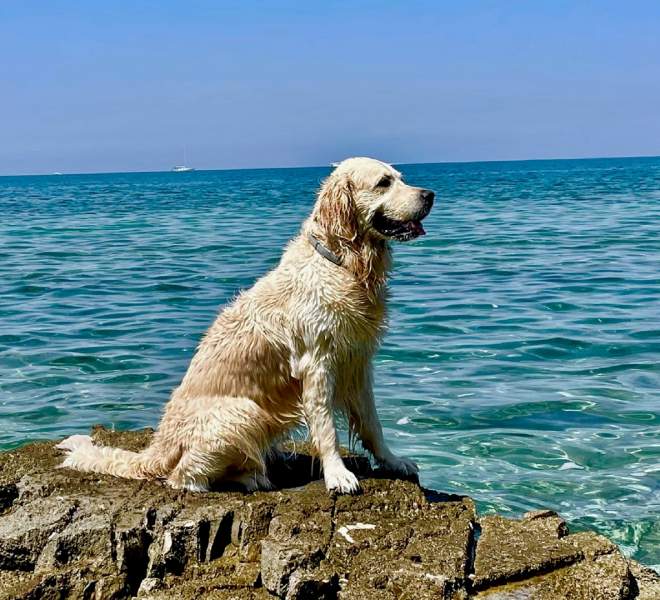 Ferienhaus mit Pool und Hund Kroatien